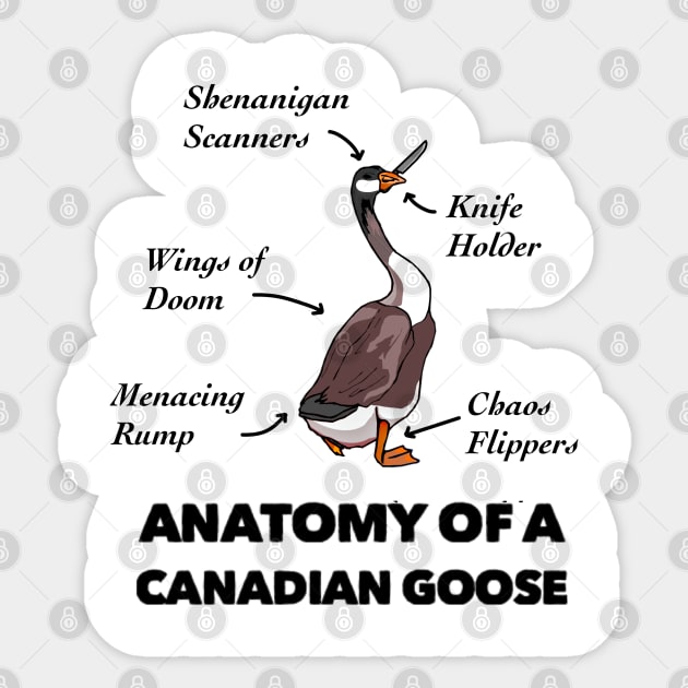 Canada goose bird anatomy shop